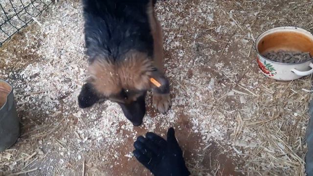 Работа кинологов в приюте "Лисёна". 14.12.2022 смотреть онлайн