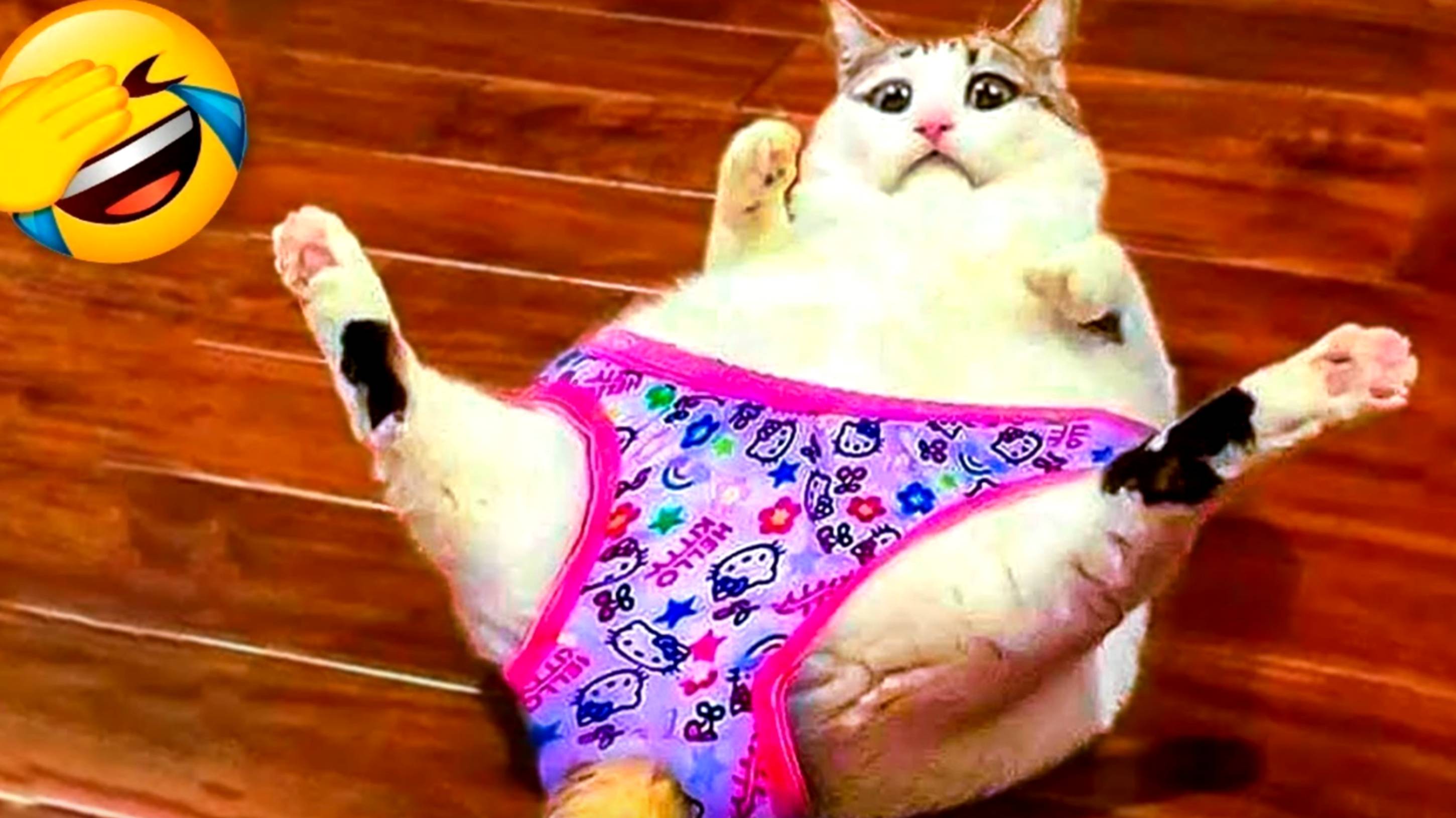 смешные котики 1 часть