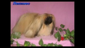 Породы собак Собаки-компаньоны