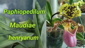 Paphiopedilum Maudiae, Paphiopedilum hanryanum первое домашнее цветение. Потеря бутона.