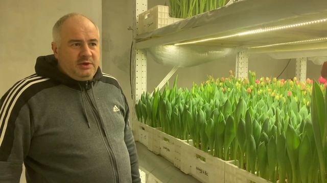 Выгонка тюльпанов к 8 Марта на гидропонике: обзор сортов. Часть 1.