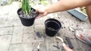 Tutorial Repotting anggrek jenis cattleya Brassavola Nodosa