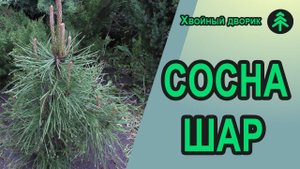 Как сформировать из сосны крымской небольшой шар - легко и быстро!