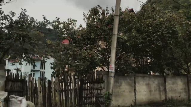 Как растёт хурма в Грузии? смотреть онлайн