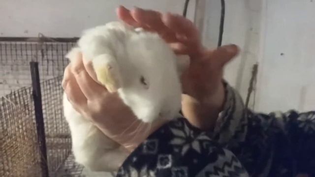 БЕЛЫЙ КРОЛИК / ПОСМОТРИТЕ КАКИЕ РОДИЛИСЬ КРОЛИКИ, ВИДЕО 2021 смотреть онлайн