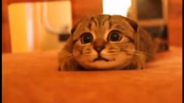 Кот смотрит ужастики смотреть онлайн