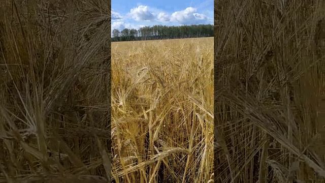 Золото Сибири 2