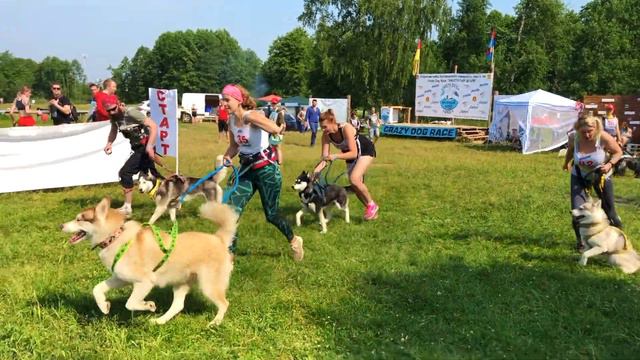EXTREME DOG RACE - как прошли экстремальные гонки с собаками Хвостатый Драйв 2019. Послушные собаки смотреть онлайн