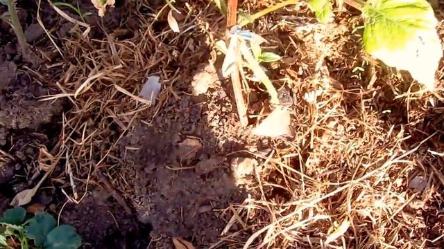 дача48.клубника в теплице зацвела 01.05.18г.potatoes from the eyes смотреть онлайн