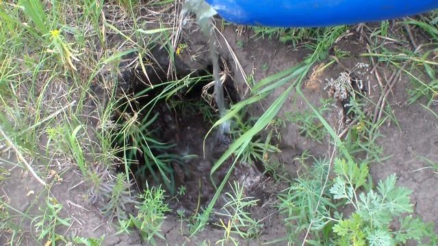 Охота на сусликов - к сожалению, никого в этот раз не поймали. смотреть онлайн