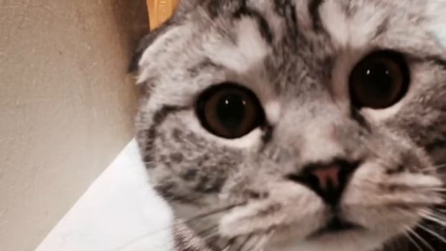 Шотландский вислоухий большеглазый кот смотреть онлайн