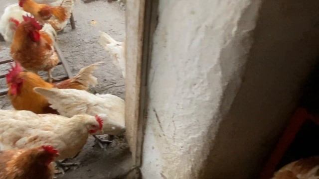 Самая яйценосная порода кур мясного направления Мини мясные палевые белохвостые ?