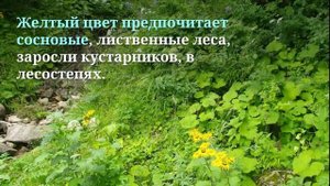 ♦️ Сбор и заготовка девясила