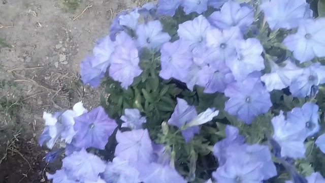 Это шедевр, а не петуния.( Изи Вэй лаванда Скай Блю) смотреть онлайн