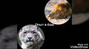 Сравнение Снежный барс и лев