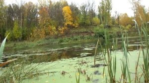 Чем ловить щуку в густой траве не цепляясь за траву ................