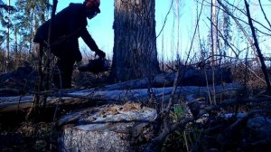 Makita 7901. Валка осины.