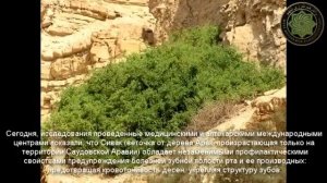 Мисвак Сивак) натуральная зубная щётка