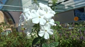 Phlox paniculata var. Fujiyama