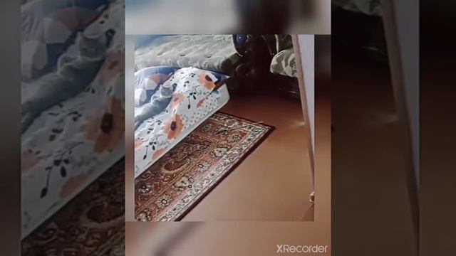Лучшие приколы с животными😅//Без озвучки☺️//С музыкой|| Ржака 5 минут🤣🤣🤣