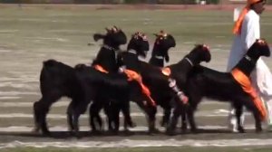 Пакистанские козы