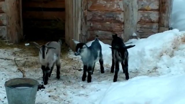 Обезроживание козлят// Ягнятам 10дней// Нужна ли козам мягкая подстилка смотреть онлайн