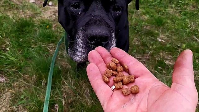 Удержание крупной собаки на длинном поводке - Знаю КАК. Три надёжных способа смотреть онлайн