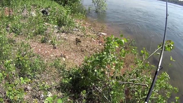 ЗАТОПИЛО БЕРЕГА, НЕ ПОЙМАЮ НИФИГА? Это не про нас. Рыбалка на затопленных берегах Енисея.