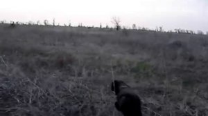 Labrador Black БАЛЕТ от ЛАБРАДОРА БЛЕКА, урок ПО КУРОПАТКЕ!