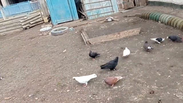 вылупился голубенок 2022 мартовские голубята и февральские яйца