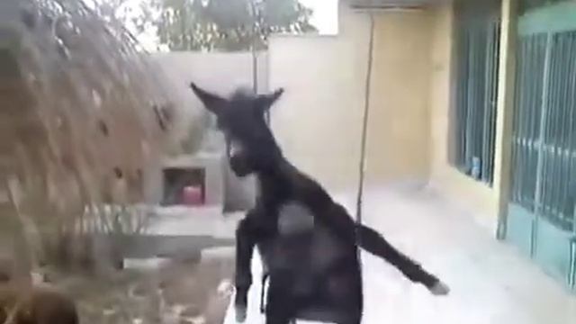 Баран на качели!!!😂😂😂 смотреть онлайн