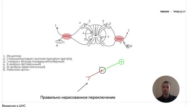 Введение в нервную систему | Нормальная анатомия | Медвуза смотреть онлайн