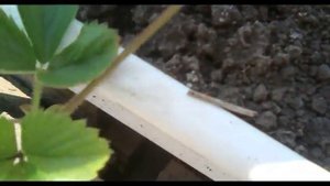 Клубника! Выращивание Клубники В Цветочных Горшках!! Размножение Растений!!!