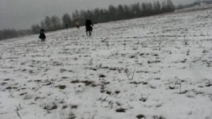 Охота с борзыми