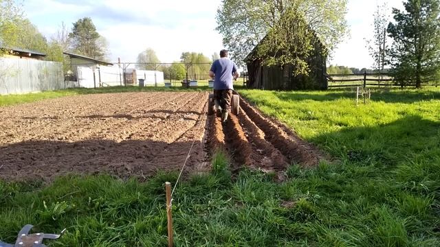 Огород - Посадка картошки новым способом