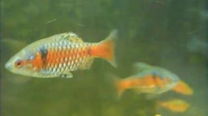 барбус алый