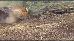 Гусеничный мульчер Galotrax (Галотракс) GX-300 в работе