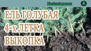 Ель голубая 4-х летка выкопка сезон 2020 питомник "Хвойный дворик"