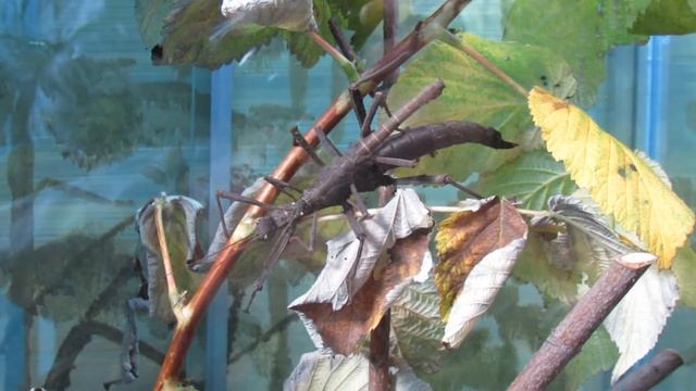 Палочник филиппинский смотреть онлайн