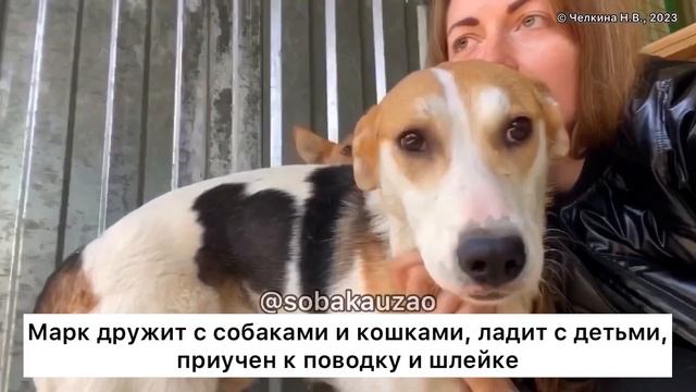 Марк и Твен попали в приют «Щербинка». Помогите найти дом! Проект помощи Собака Юзао смотреть онлайн