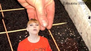 Когда ПОСЕЯТЬ на рассаду КАРТОФЕЛЬ из СЕМЯН?!