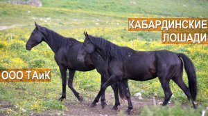Кабардинские лошади в ООО ТАиК 2019г. Токмаков А.Н.