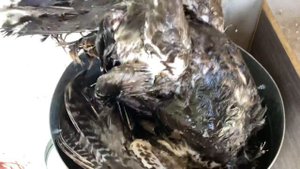 Перосьемная машина для любой птицы на 600 мм в работе со шпарчаном. Забой индюков и бройлеров.