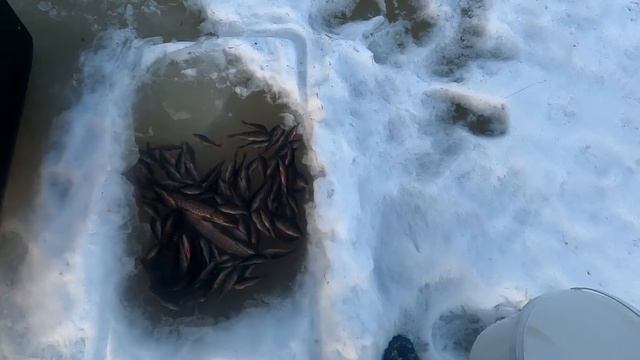 5 ДНЕЙ НАЕДИНЕ С ВЕСЕННЕЙ ТАЙГОЙ \ Часть 7 \ РЫБАЛКА НА РАСКАЛЁННОМ ОЗЕРЕ \ ЩУКА НА ЖЕРЛИЦЫ смотреть онлайн