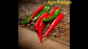 SHAKIRA F1. Шакира F1. Острие длинные перец.