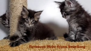 Котята Мейн Кун, 1 месяц и 10 дней.