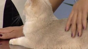 Что такое кошачий питомник