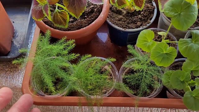 УВЛЕЧЕНИЯ ДЕВУШКИ С ПРОБЕГОМ. АСПАРАГУС ГЕРАНИ КОЛЕУСЫ РАСТЮШКАМ 2 МЕСЯЦА . 26.04.22 смотреть онлайн