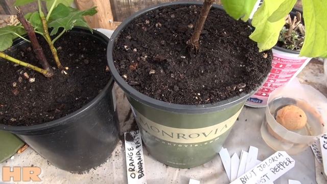 ⟹ Rooting Fig Cuttings | Ficus carica | 4 methods used part 6 смотреть онлайн