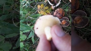 Гриб мокруха сосновая-не проходите мимо.